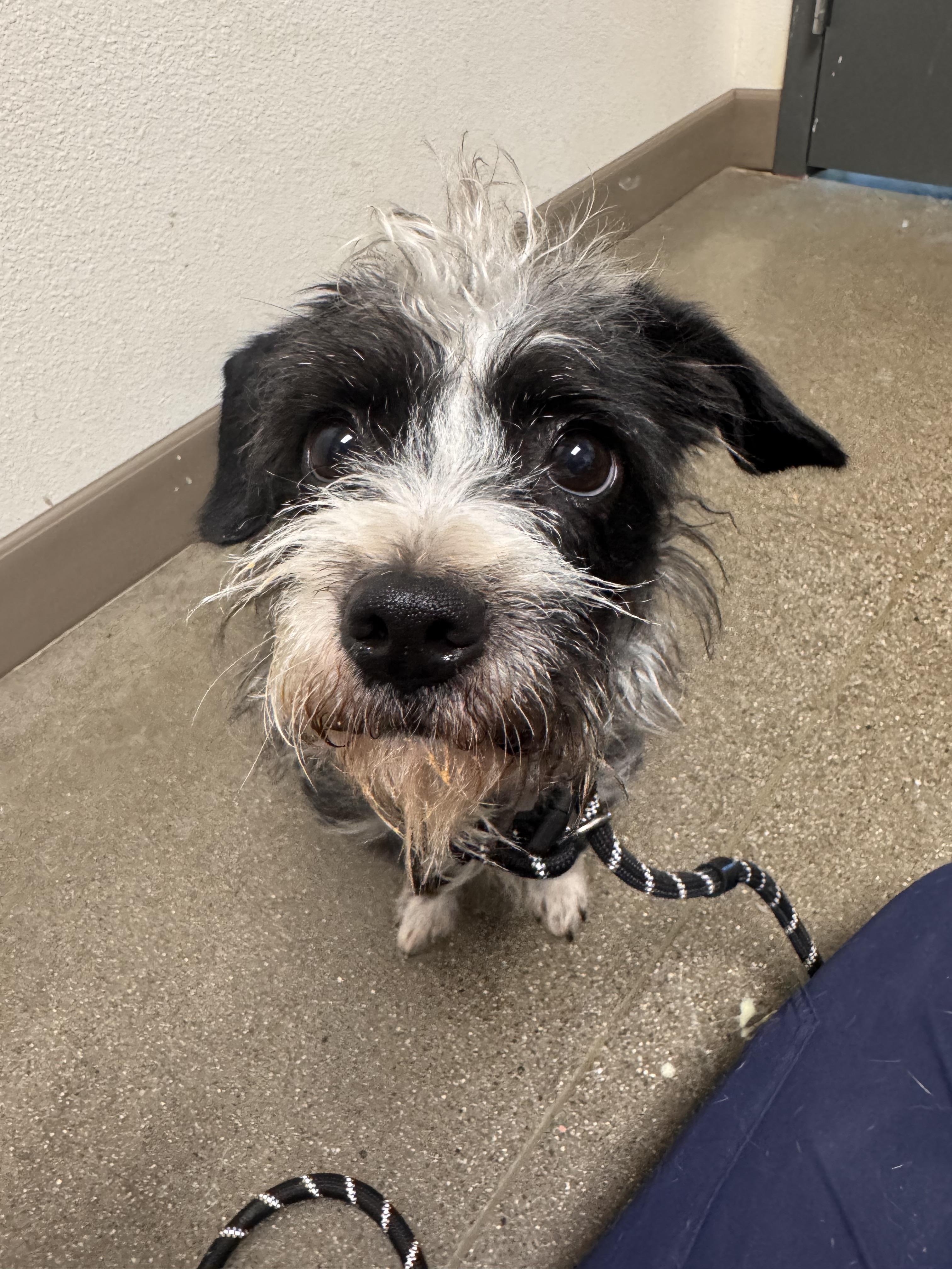 Paula, a Adopted mixed breed in Chico, CA image 4/5
