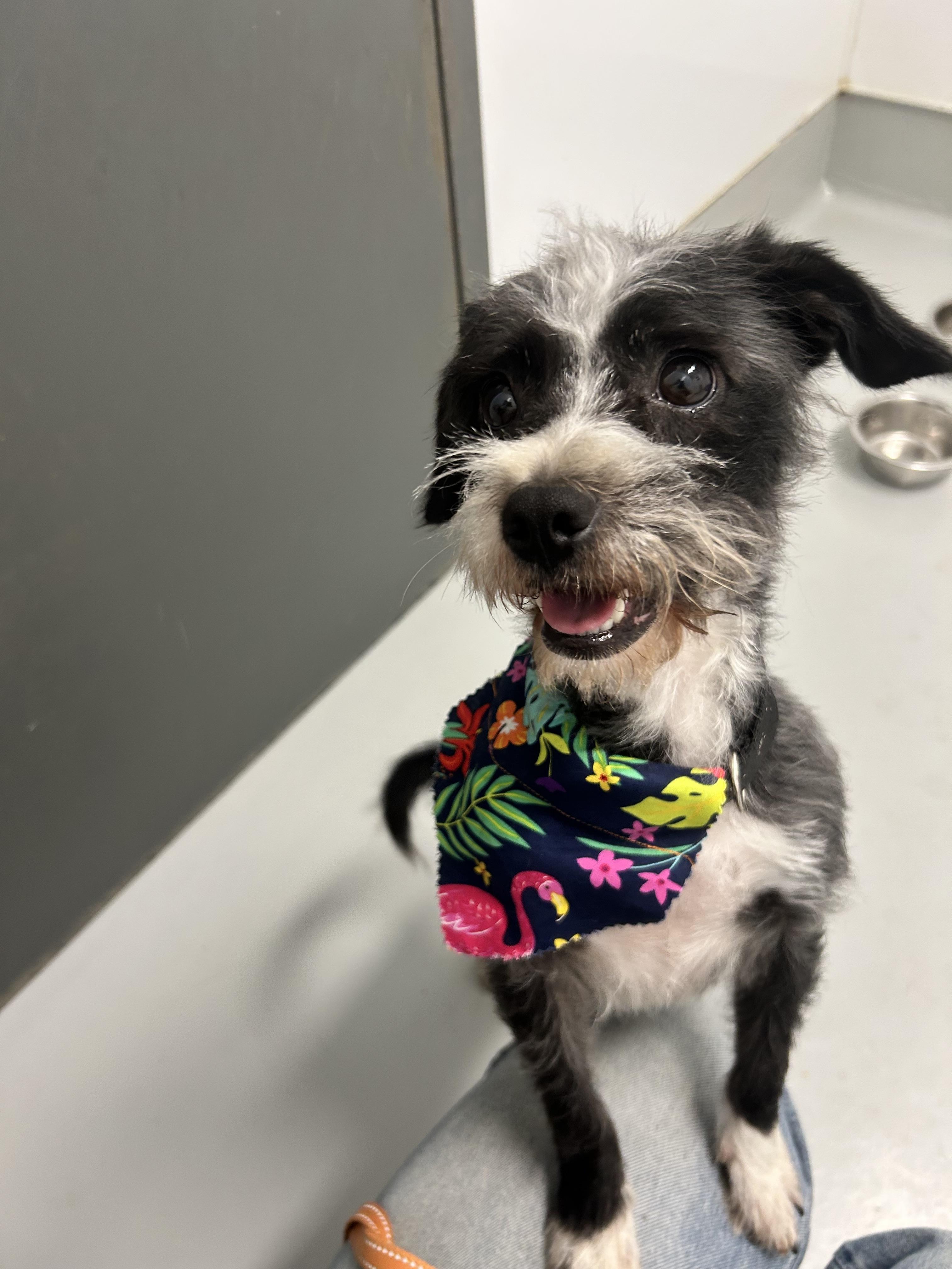 Paula, a Adopted mixed breed in Chico, CA image 5/5