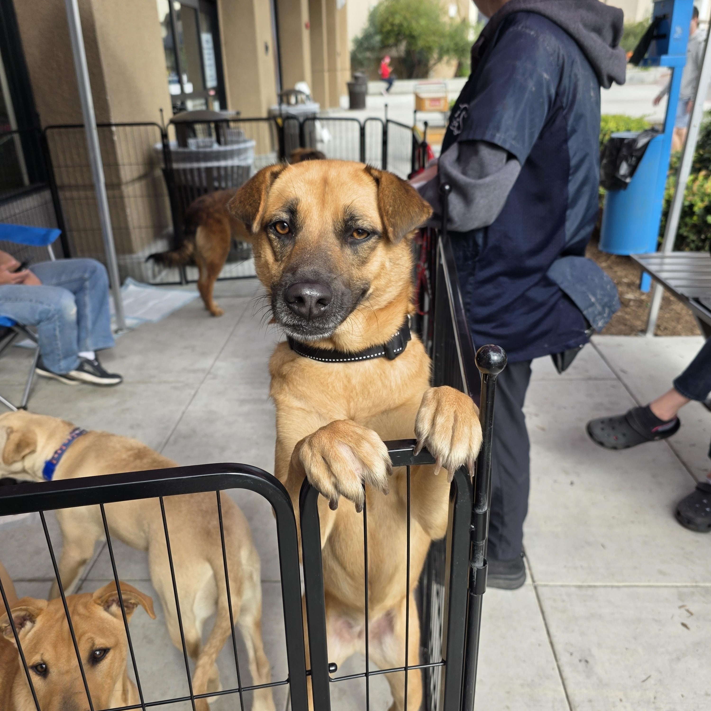 Enlarge Myrtle, a Adoptable mixed breed in Encinitas, CA image 5/5