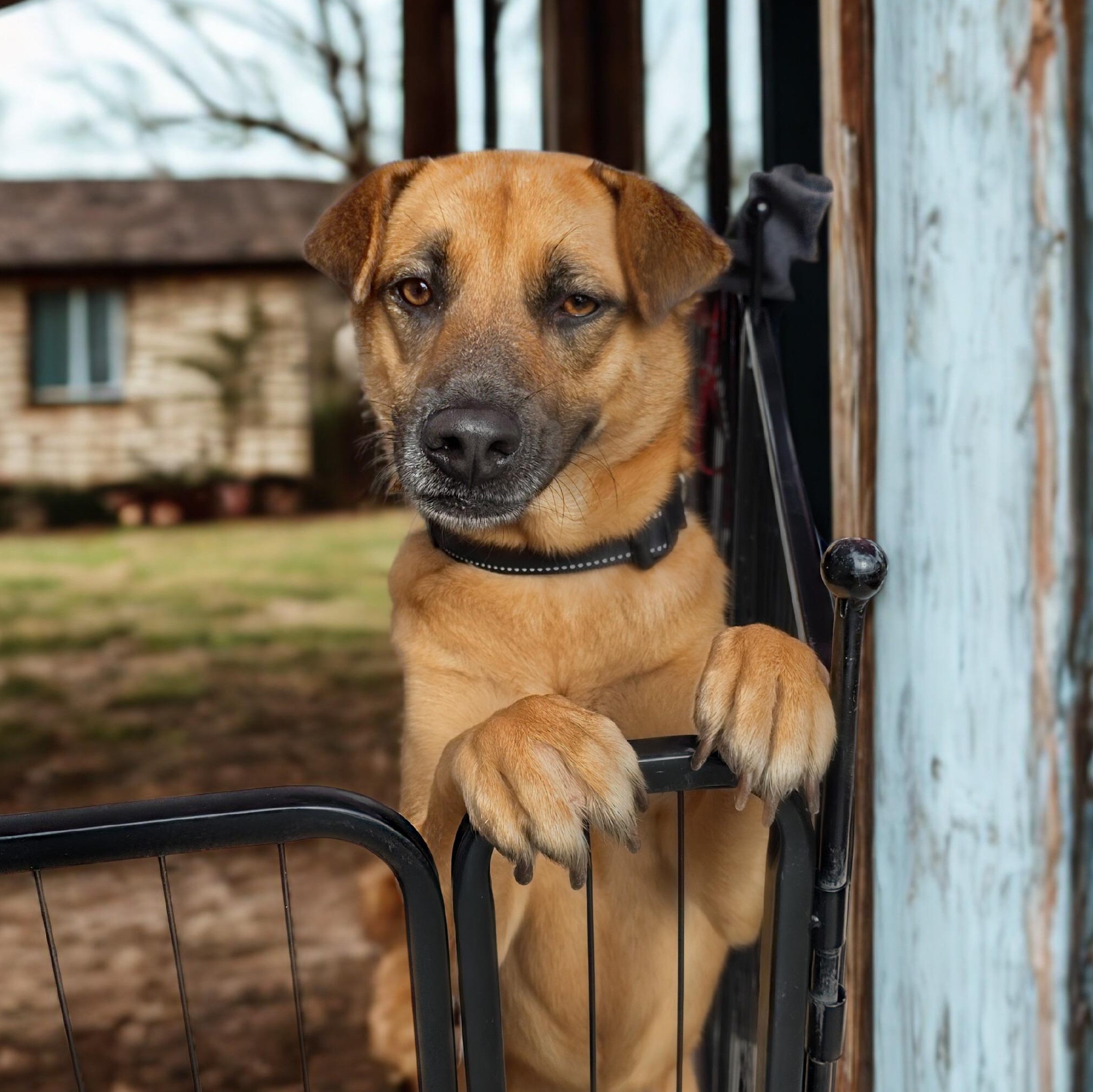Myrtle, Adoptable, Adult Female Belgian Shepherd / Malinois.