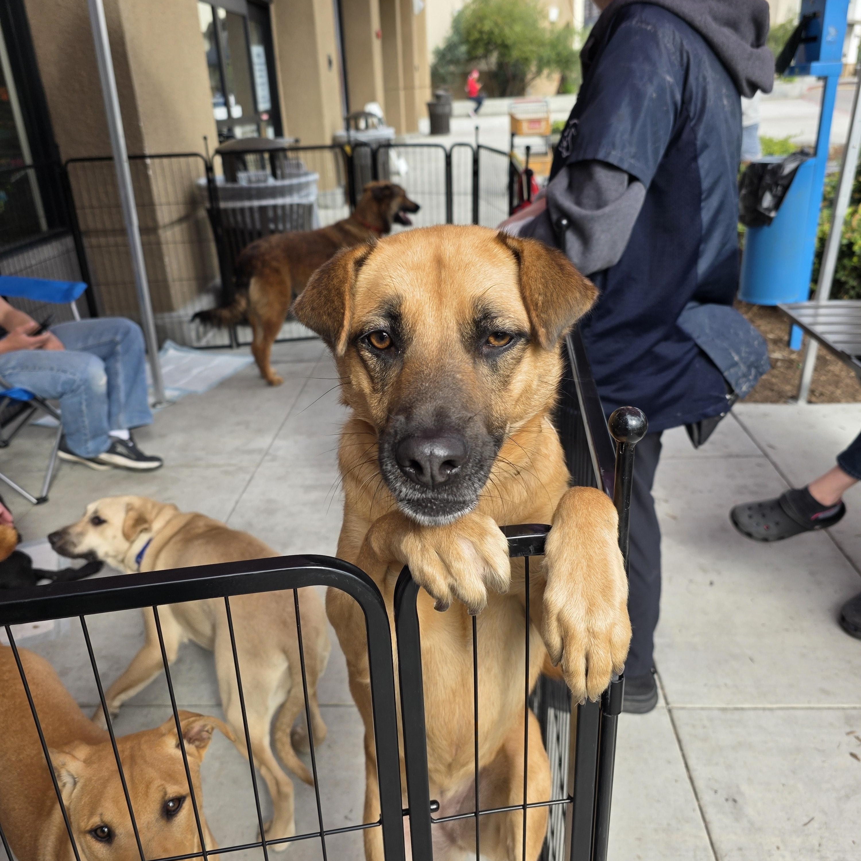 Enlarge Myrtle, a Adoptable mixed breed in Encinitas, CA image 4/5