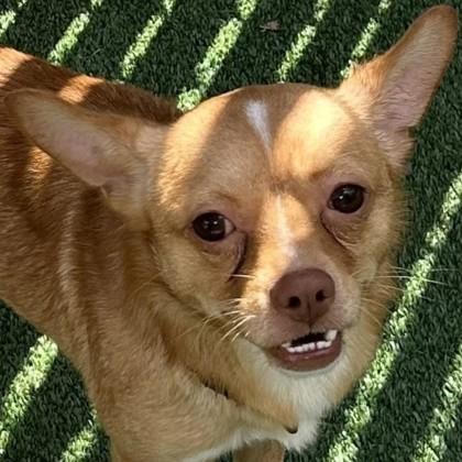 Argus, Adoptable, Young Male Mixed Breed & Mixed Breed.