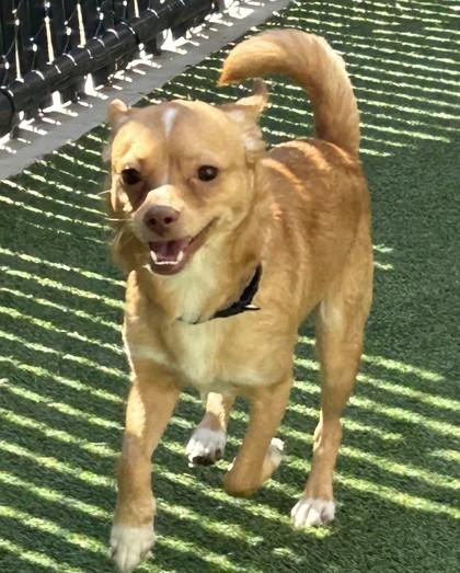 Enlarge Argus, a Adoptable mixed breed in Pleasanton, CA image 2/3