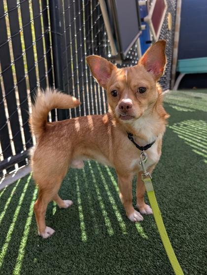 Enlarge Argus, a Adoptable mixed breed in Pleasanton, CA image 2/3