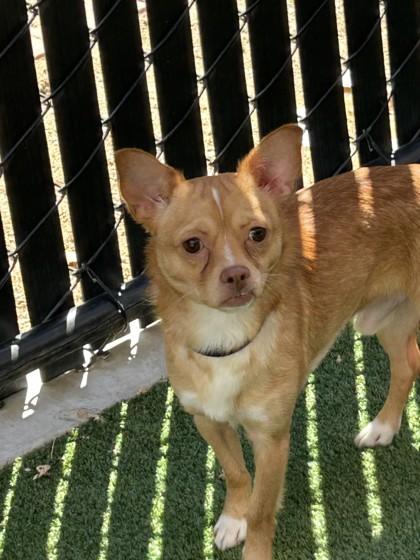 Enlarge Argus, a Adoptable mixed breed in Pleasanton, CA image 3/3