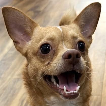 Enlarge Argus, a Adoptable mixed breed in Pleasanton, CA image 1/3