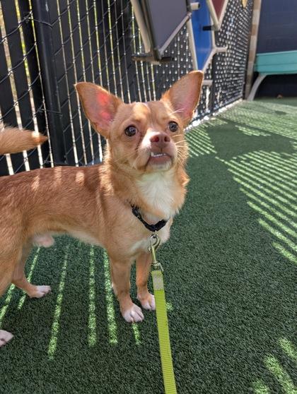 Enlarge Argus, a Adoptable mixed breed in Pleasanton, CA image 3/3