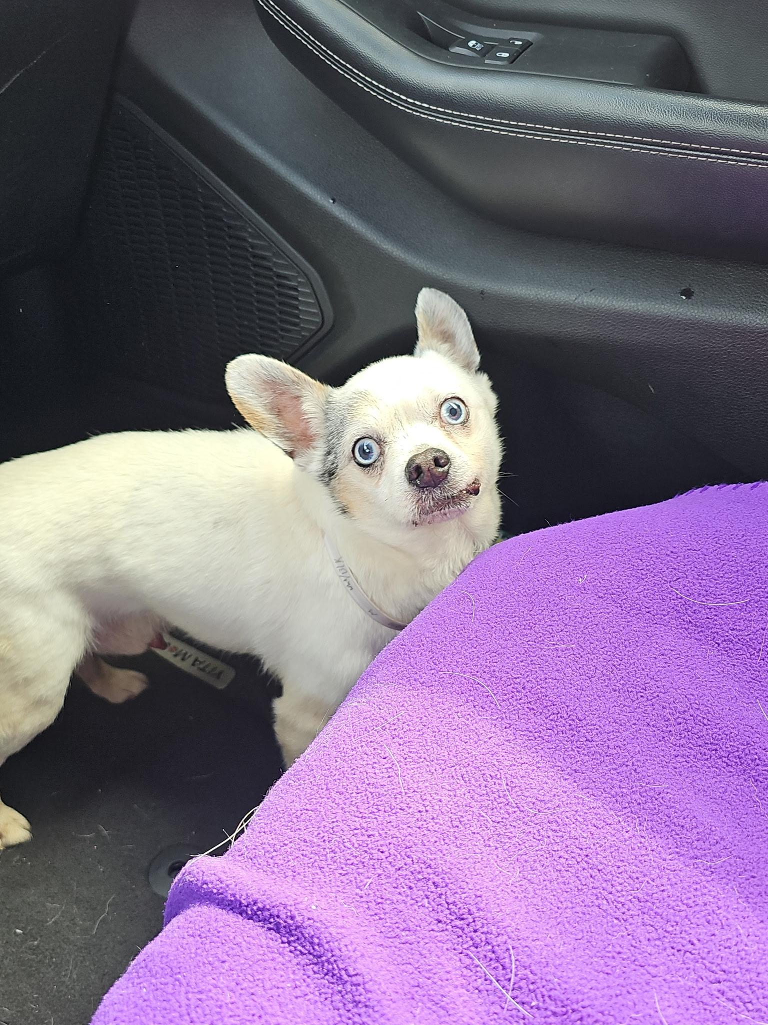 Enlarge Tinker, a ADOPTABLE mixed breed in Spring, TX image 1/2