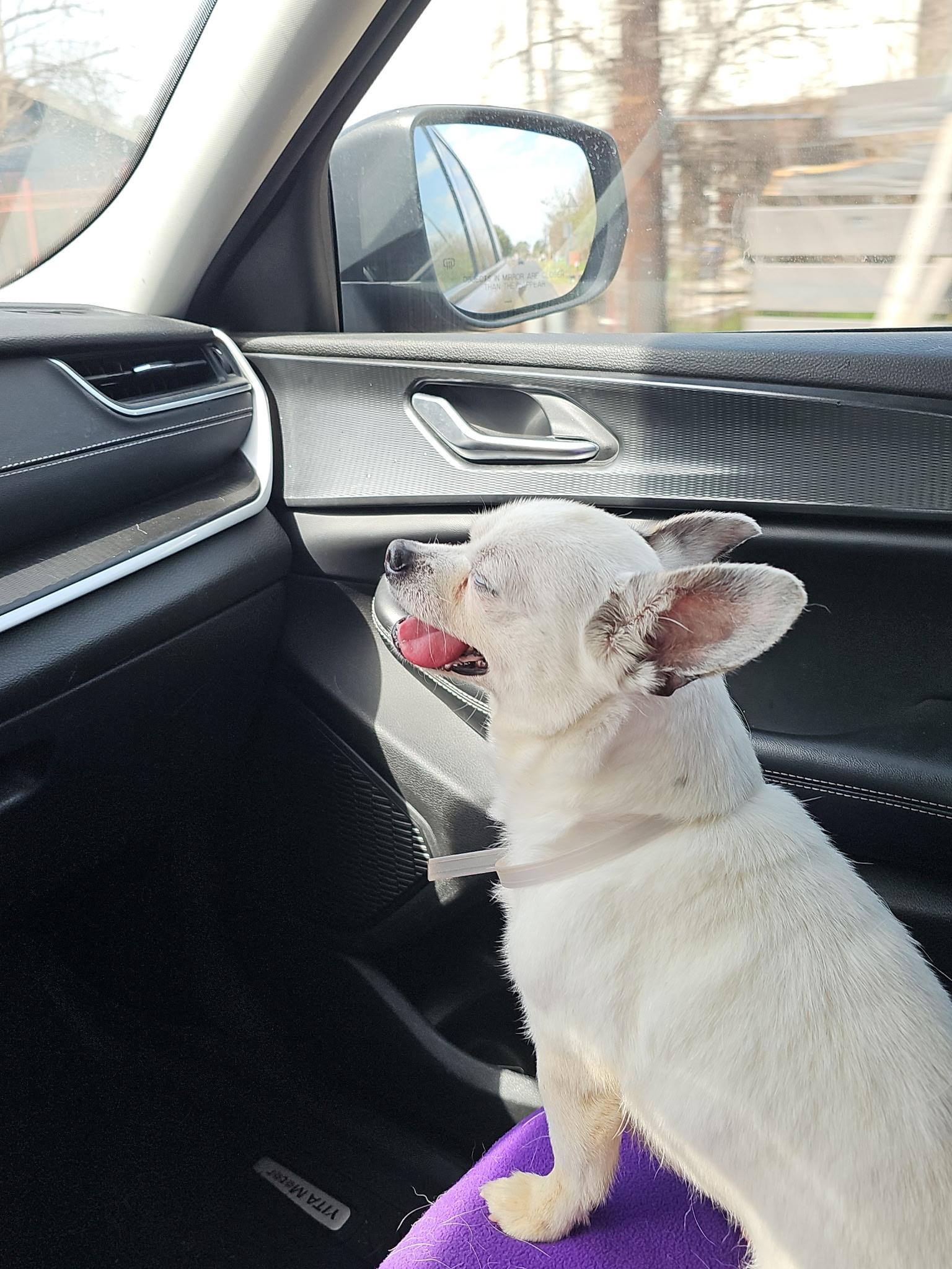 Enlarge Tinker, a ADOPTABLE mixed breed in Spring, TX image 2/2