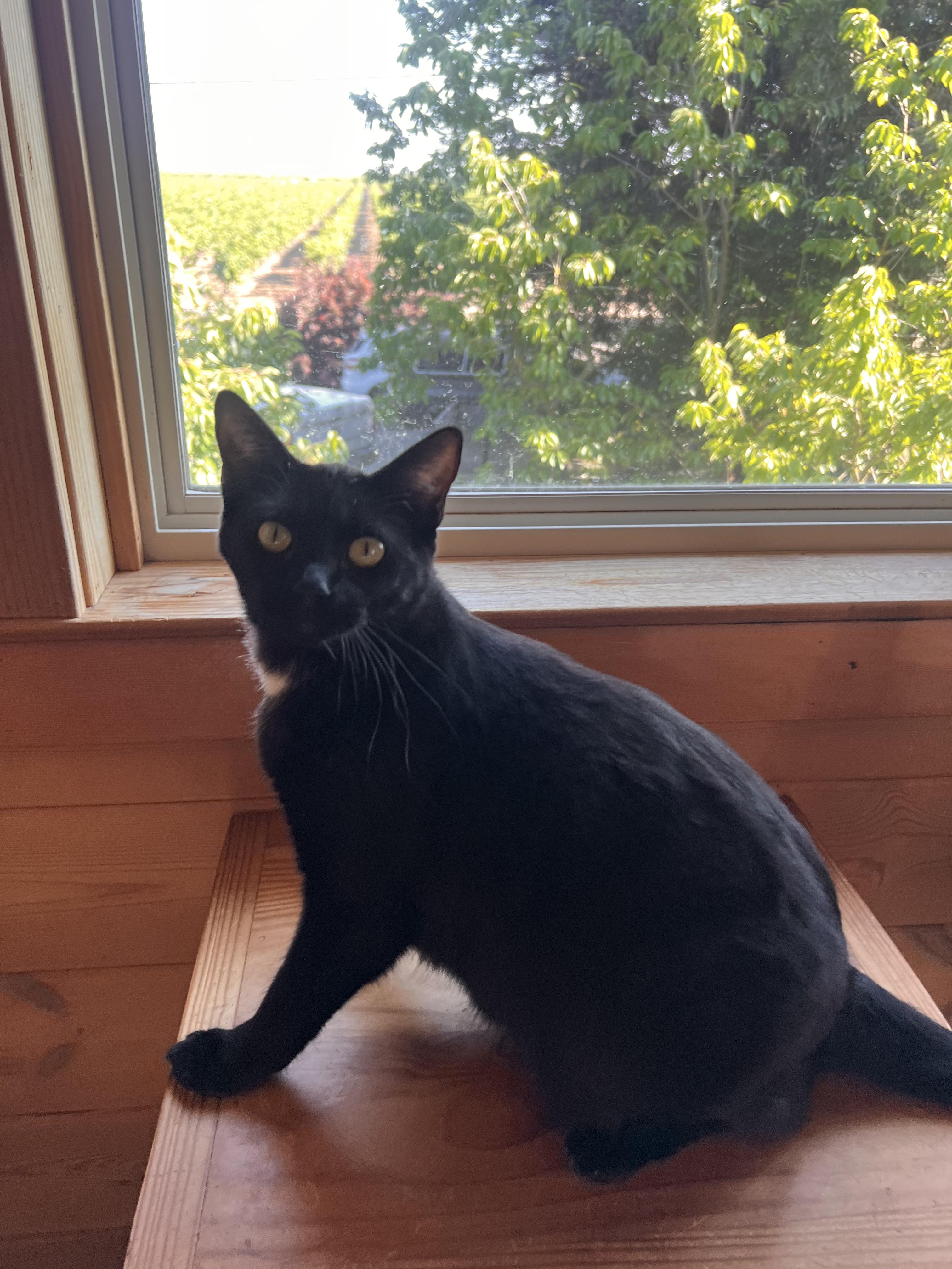 Tuxina, Adoptable, Young Female Tuxedo.