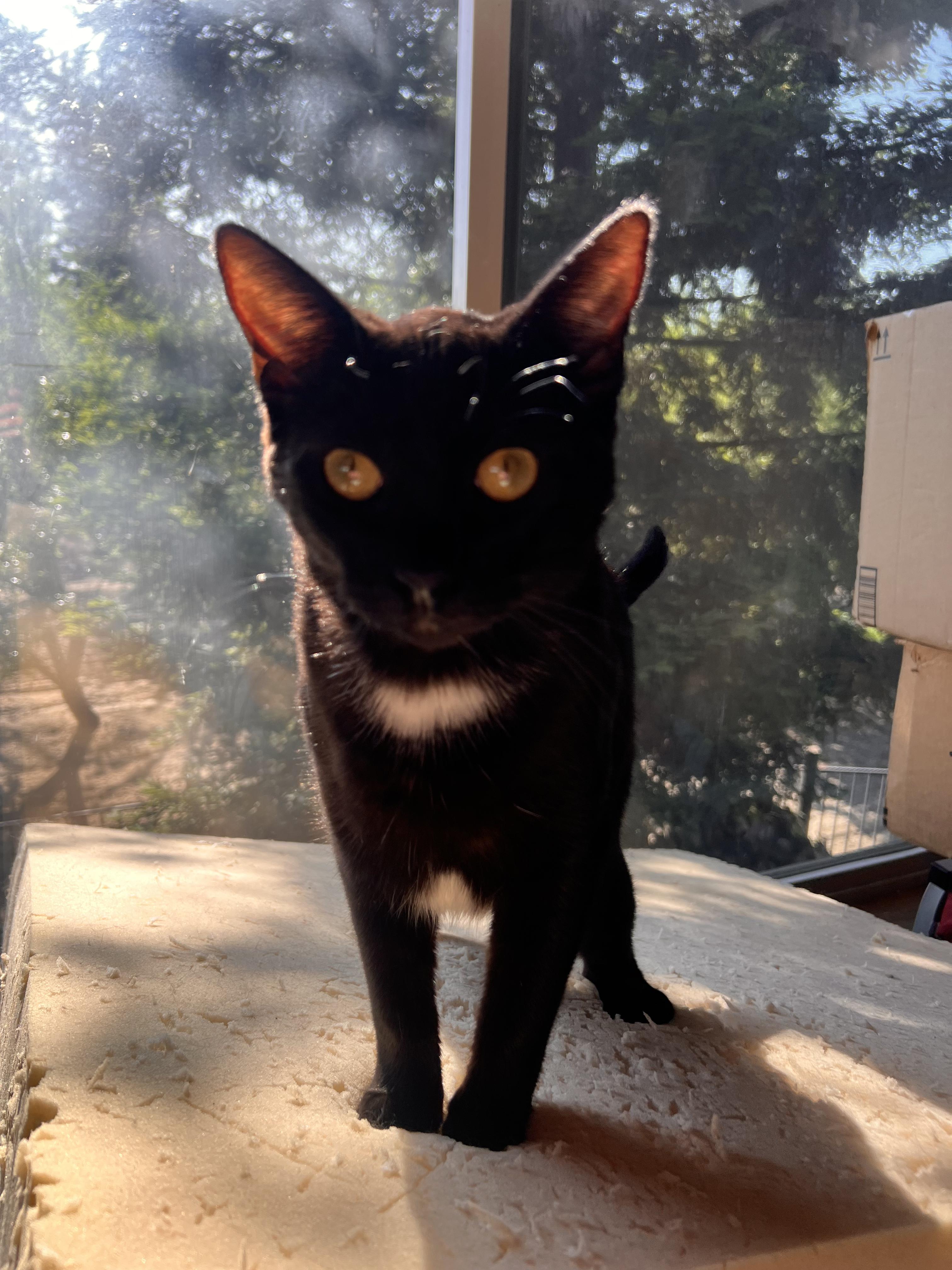 Enlarge Tuxina, a Adoptable Tuxedo in Ripon, CA image 3/4