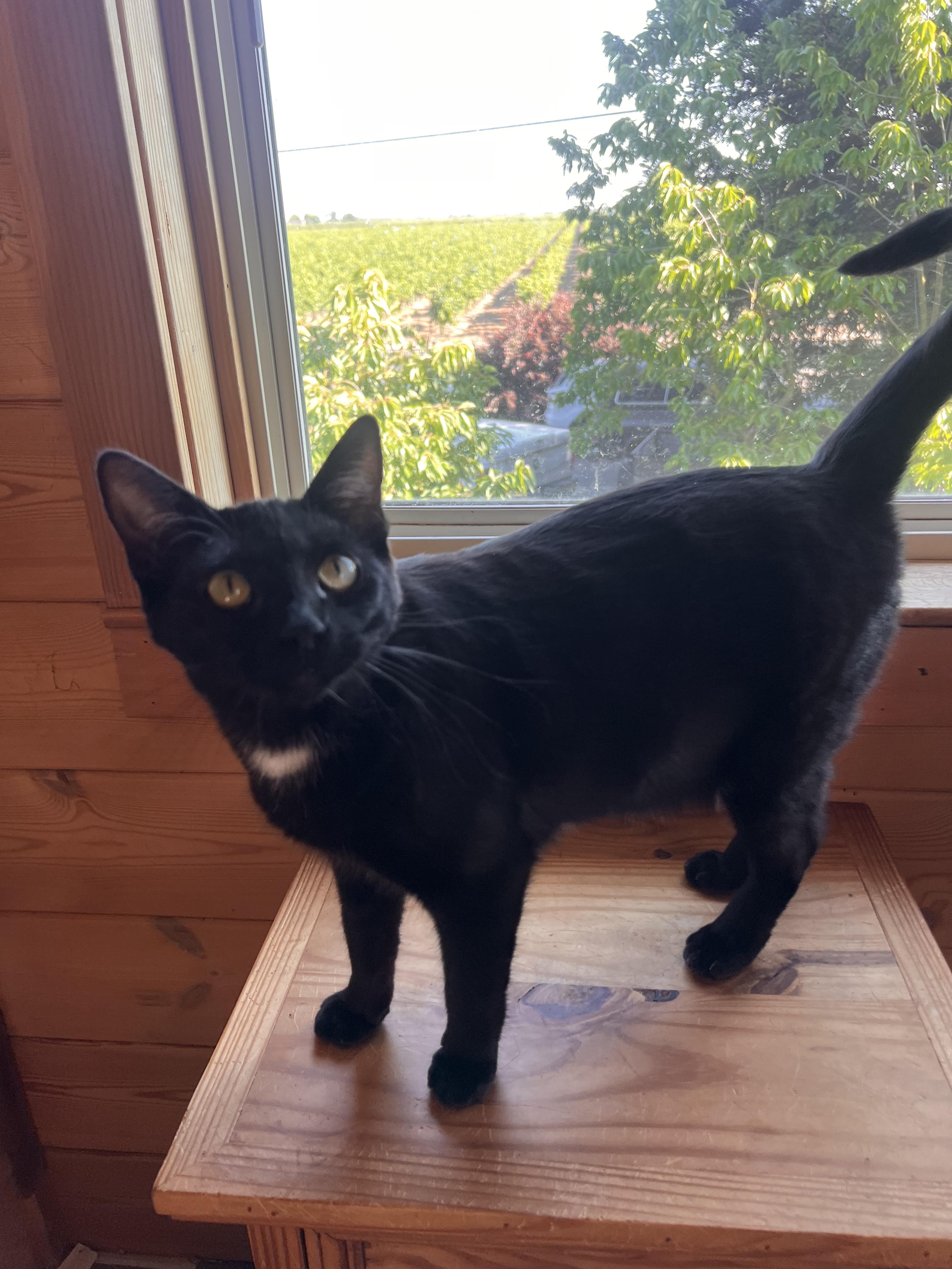 Enlarge Tuxina, a Adoptable Tuxedo in Ripon, CA image 4/4
