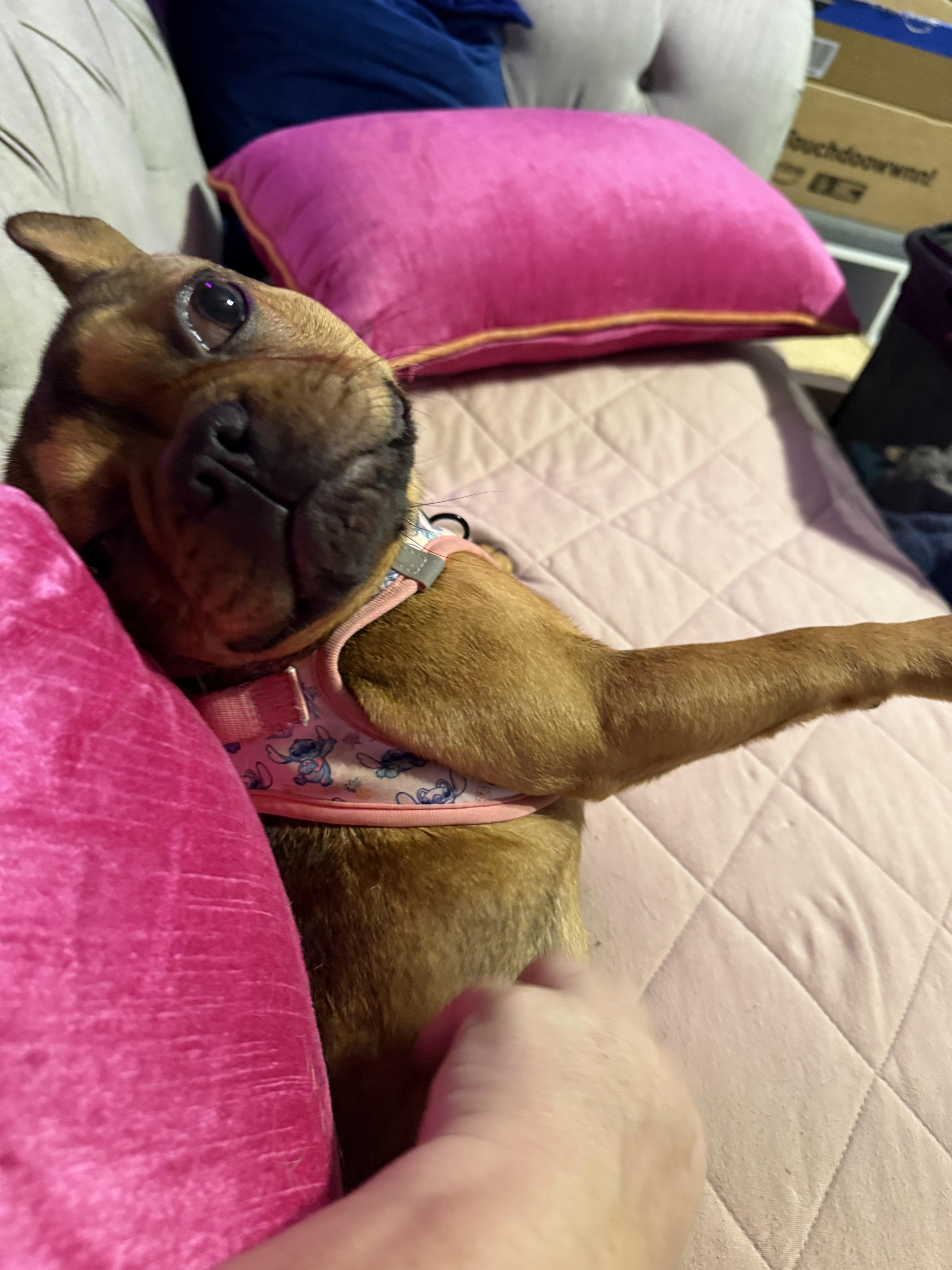 Enlarge Wednesday, a Adopted French Bulldog in PALM BAY, FL image 6/6