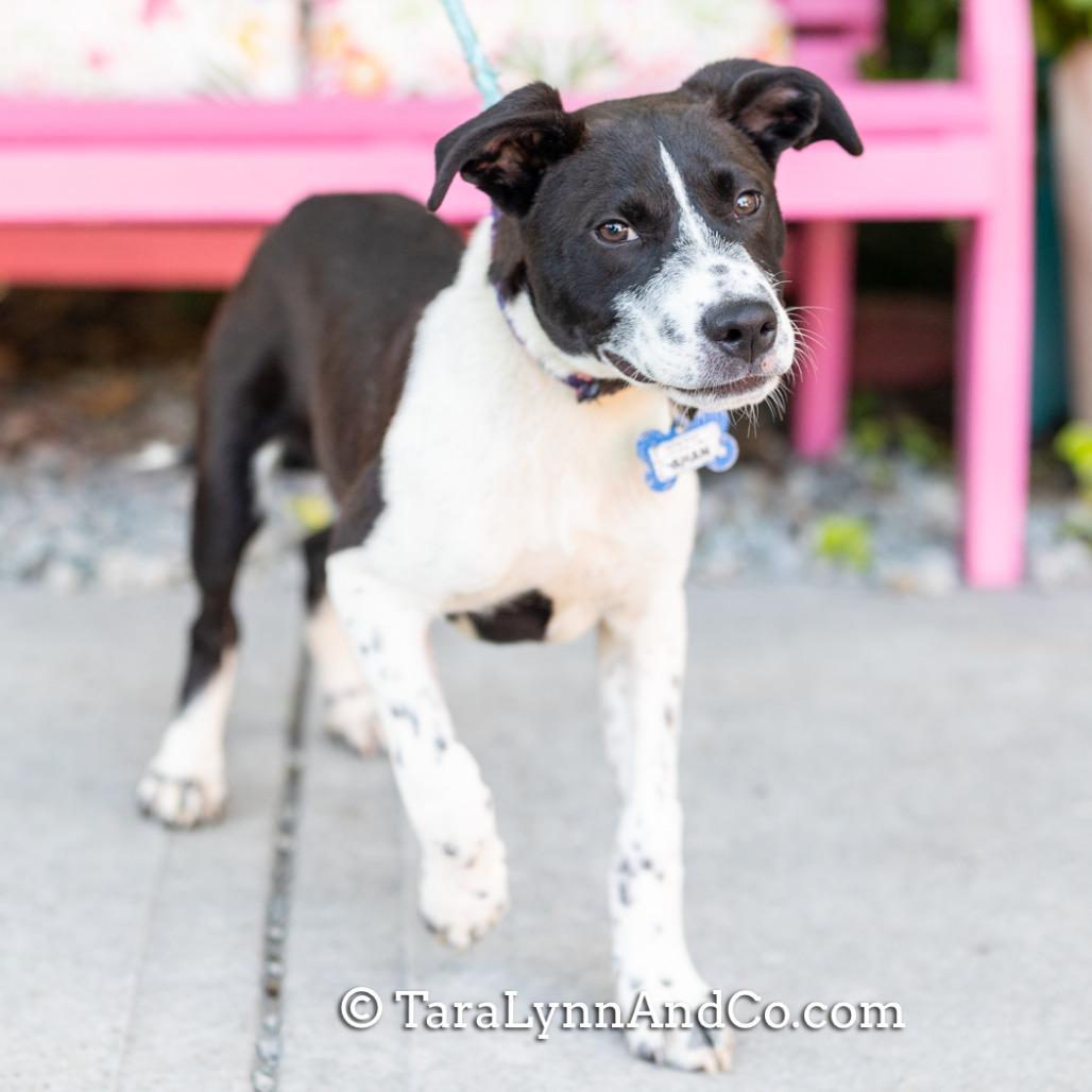 Enlarge Ahan, a Adoptable mixed breed in Wake Forest, NC image 1/6