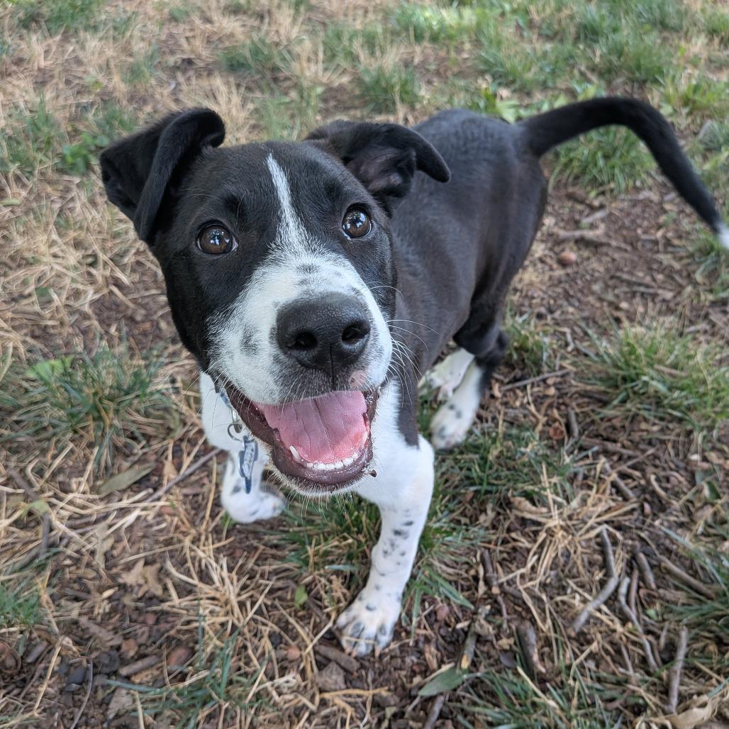 Enlarge Ahan, a Adoptable mixed breed in Wake Forest, NC image 2/6