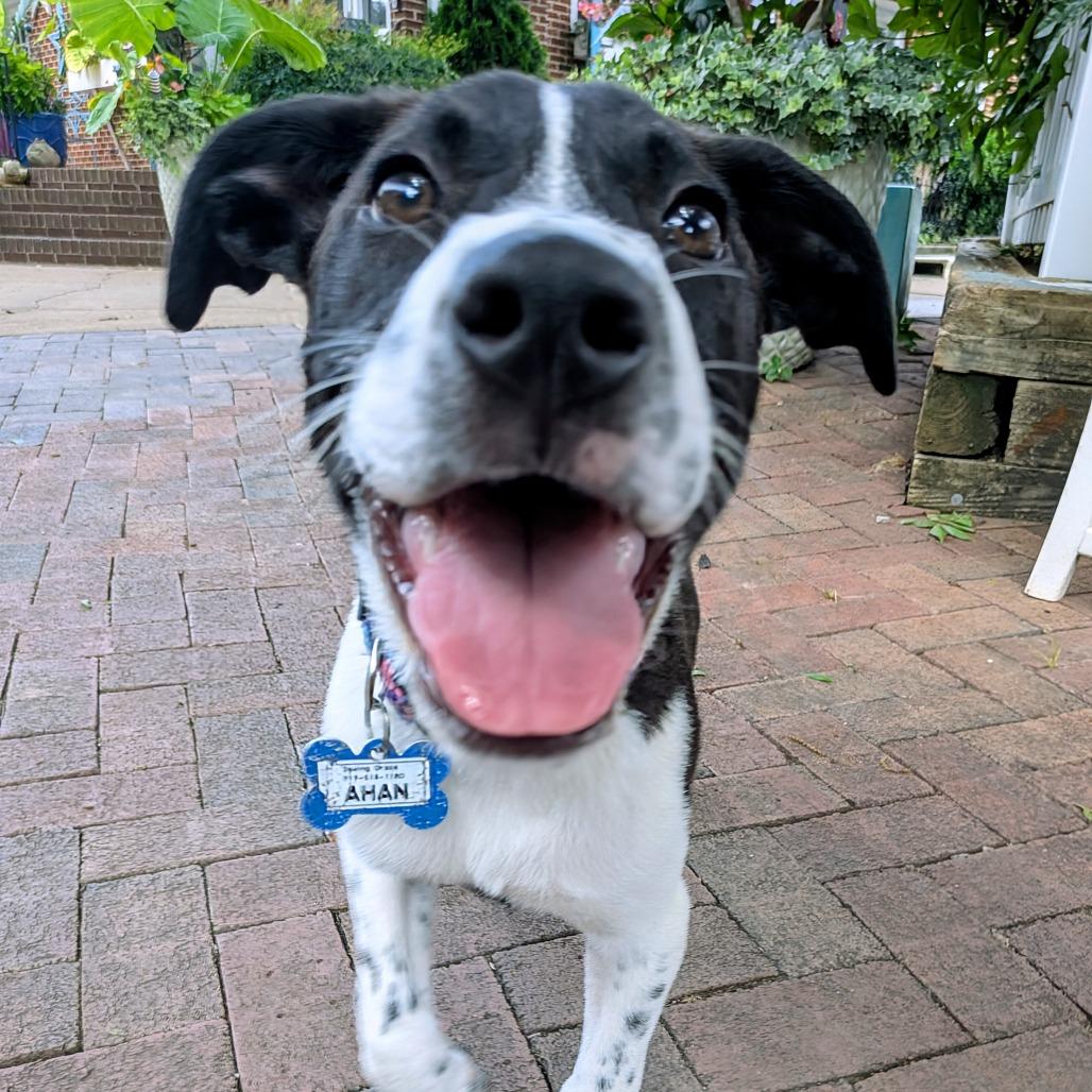 Enlarge Ahan, a Adoptable mixed breed in Wake Forest, NC image 3/6