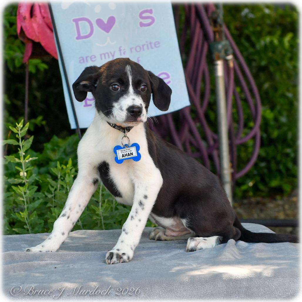 Enlarge Ahan, a Adoptable mixed breed in Wake Forest, NC image 4/6