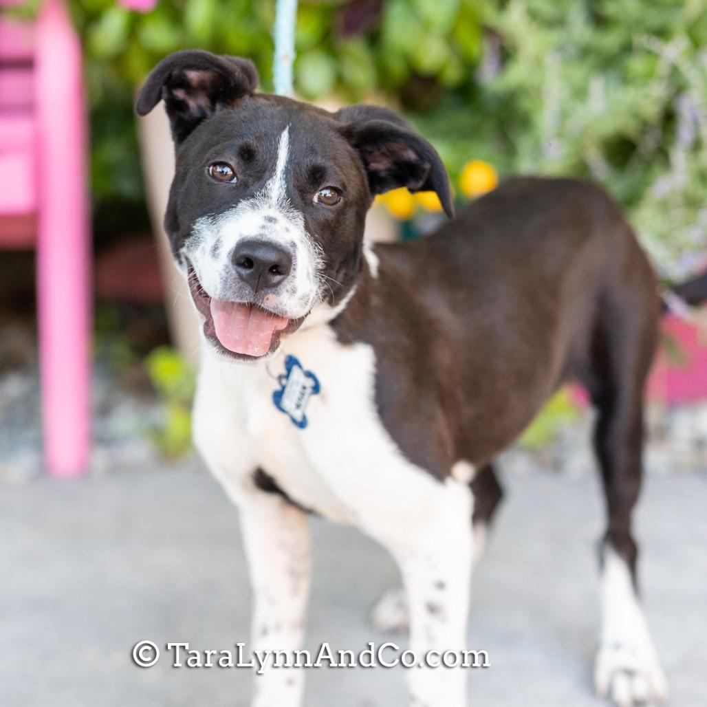 Enlarge Ahan, a Adoptable mixed breed in Wake Forest, NC image 5/6