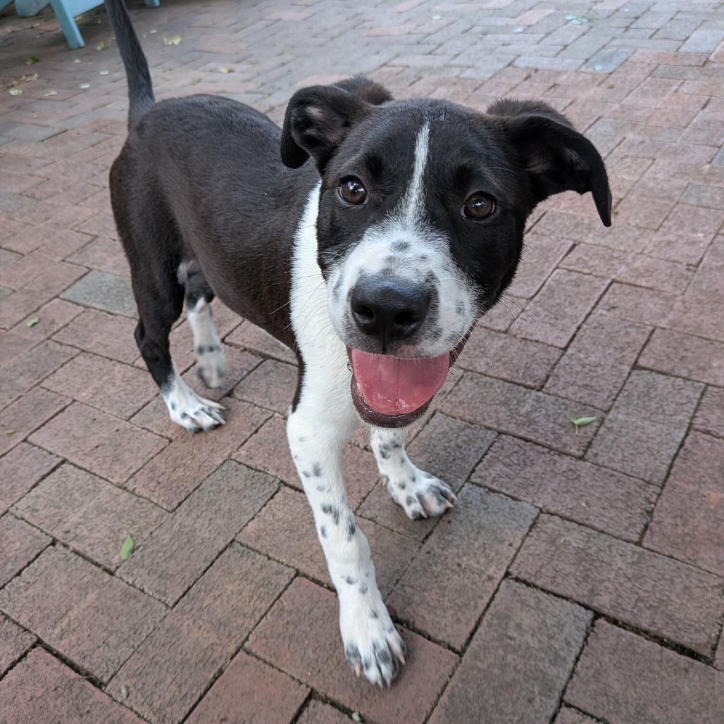 Enlarge Ahan, a Adoptable mixed breed in Wake Forest, NC image 6/6