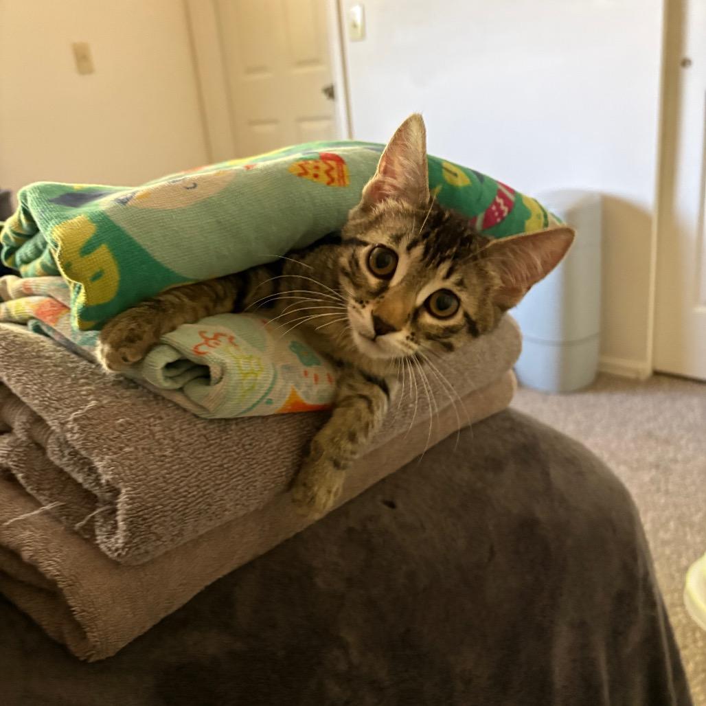 Milly, Adoptable, Kitten Female Domestic Short Hair.