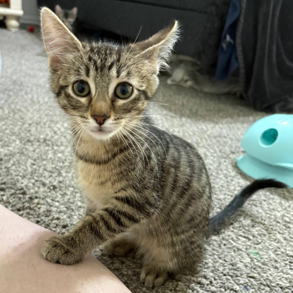 Milly, a Adoptable Domestic Short Hair in Layton, UT image 2/2