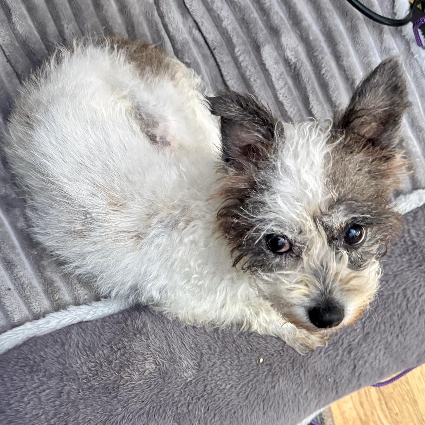 Candy, Adoptable, Senior Female Rat Terrier.