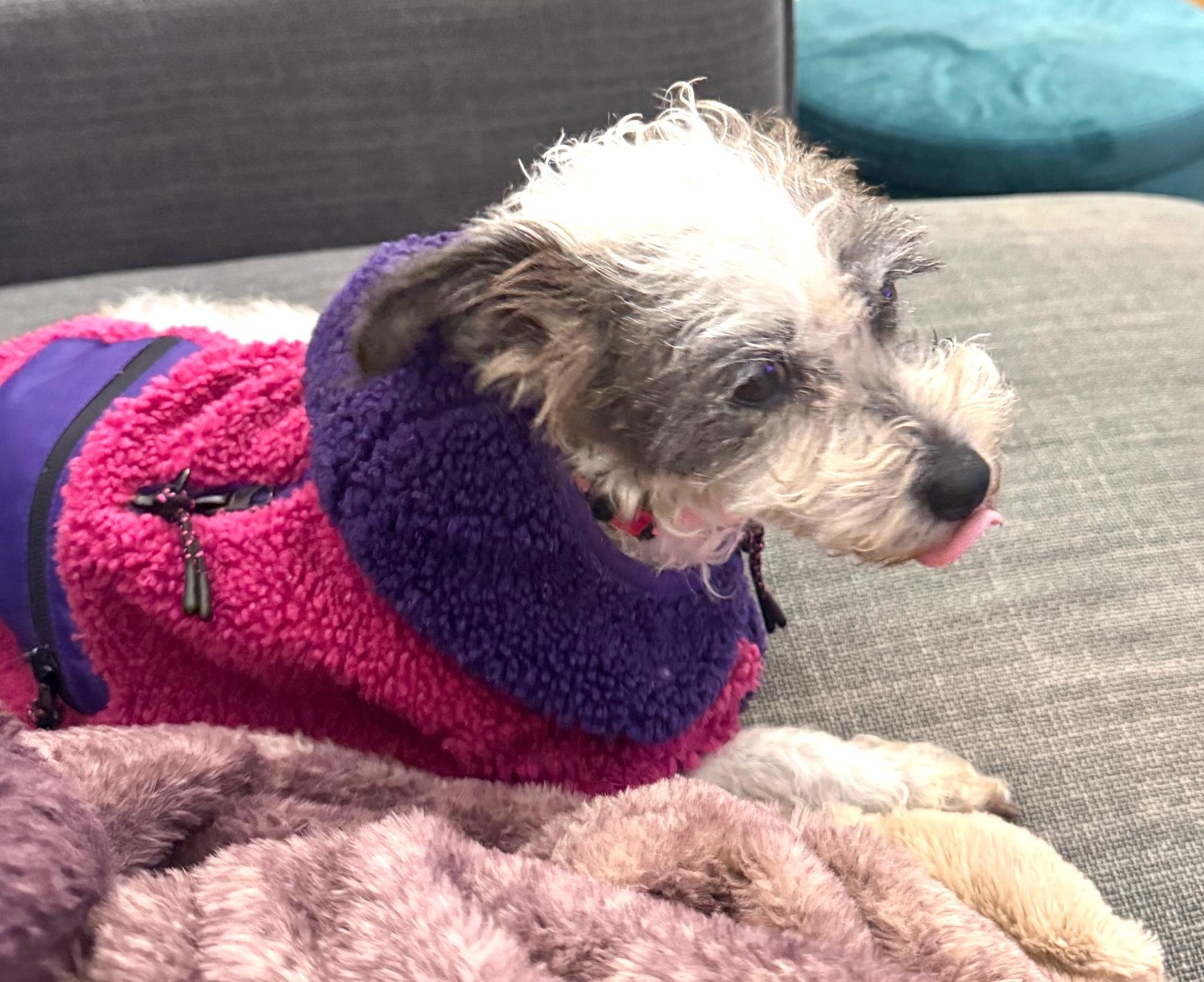 Candy, a Adoptable Rat Terrier in Brooklyn, NY image 2/5