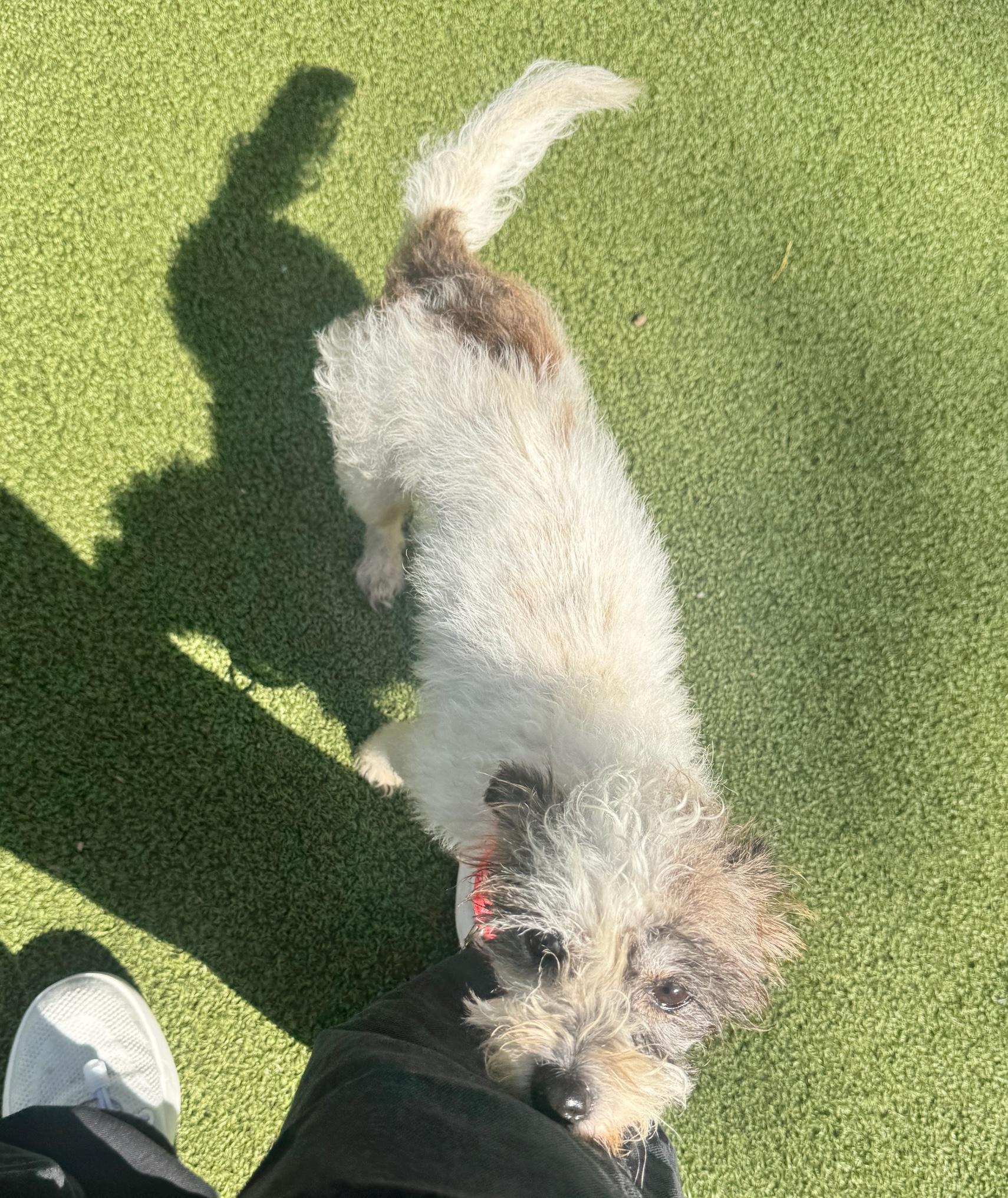 Candy, a Adoptable Rat Terrier in Brooklyn, NY image 5/5