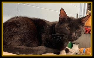 Enlarge ARLO, a Adoptable Domestic Short Hair in Peoria, IL image 1/1