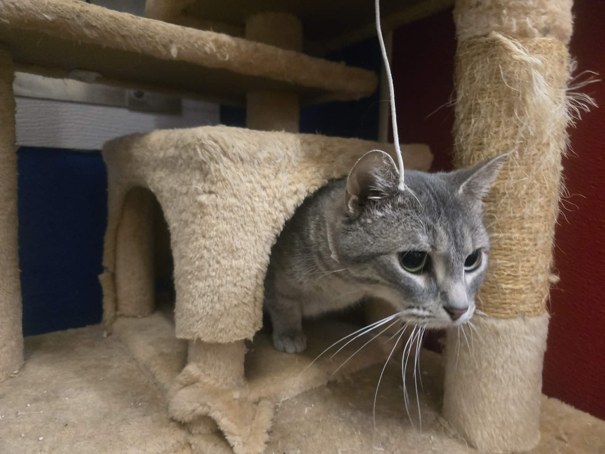 Enlarge Ranch, a ADOPTABLE Domestic Short Hair in Rock Falls, IL image 4/5