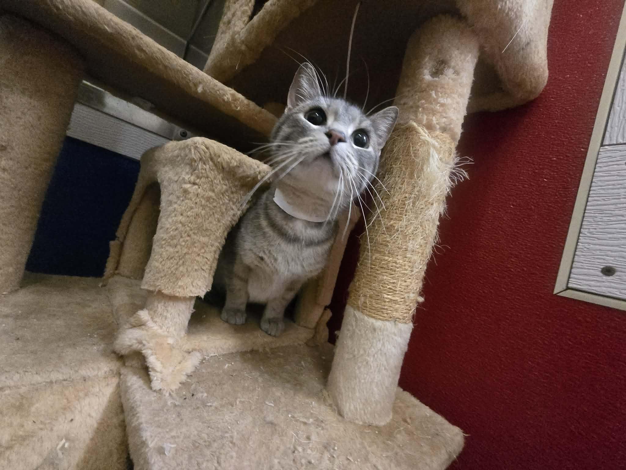 Enlarge Ranch, a ADOPTABLE Domestic Short Hair in Rock Falls, IL image 3/5