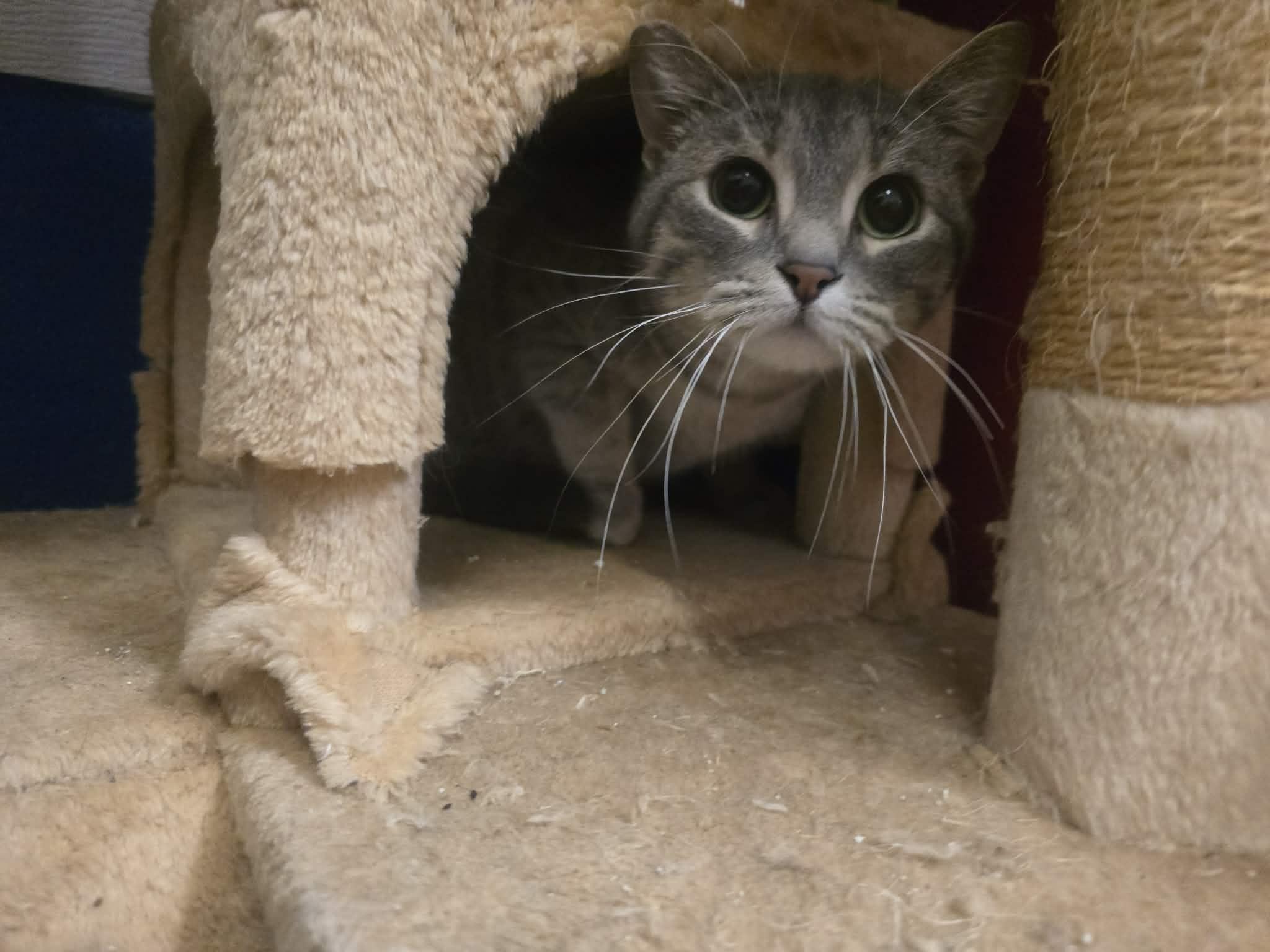 Enlarge Ranch, a ADOPTABLE Domestic Short Hair in Rock Falls, IL image 2/5