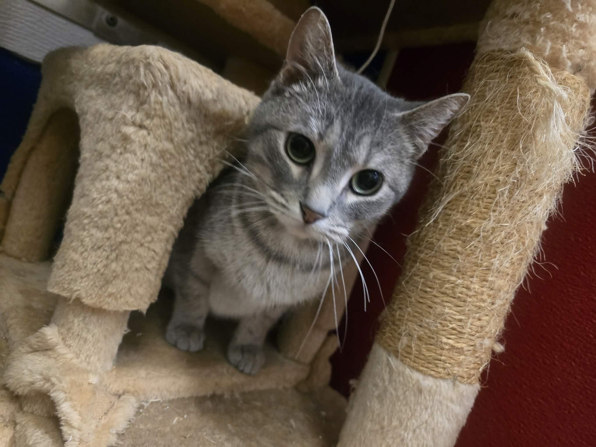 Enlarge Ranch, a ADOPTABLE Domestic Short Hair in Rock Falls, IL image 1/5