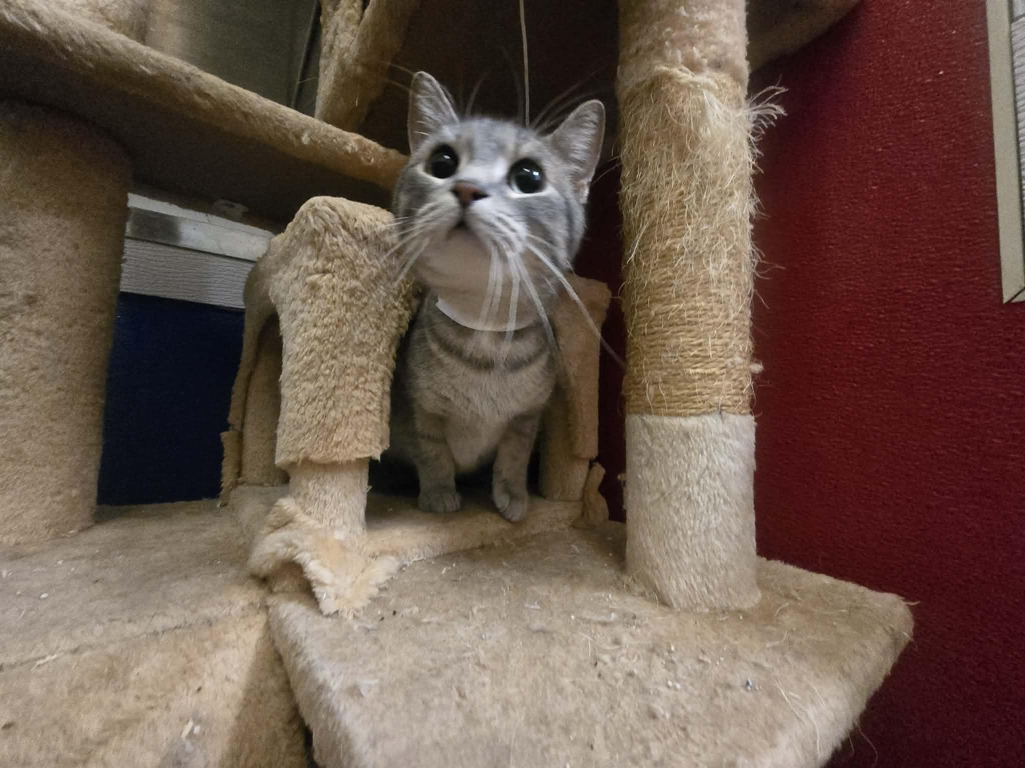 Enlarge Ranch, a ADOPTABLE Domestic Short Hair in Rock Falls, IL image 5/5