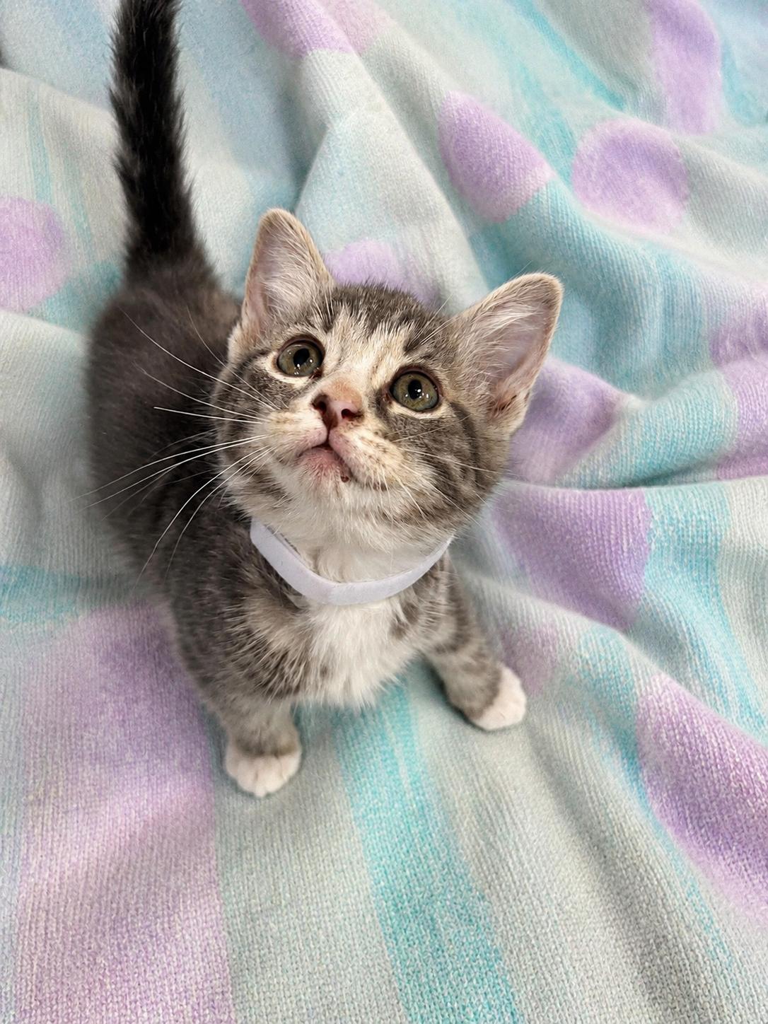 Enlarge PHOEBE, a Adoptable Domestic Short Hair in Tillsonburg, ON image 1/2
