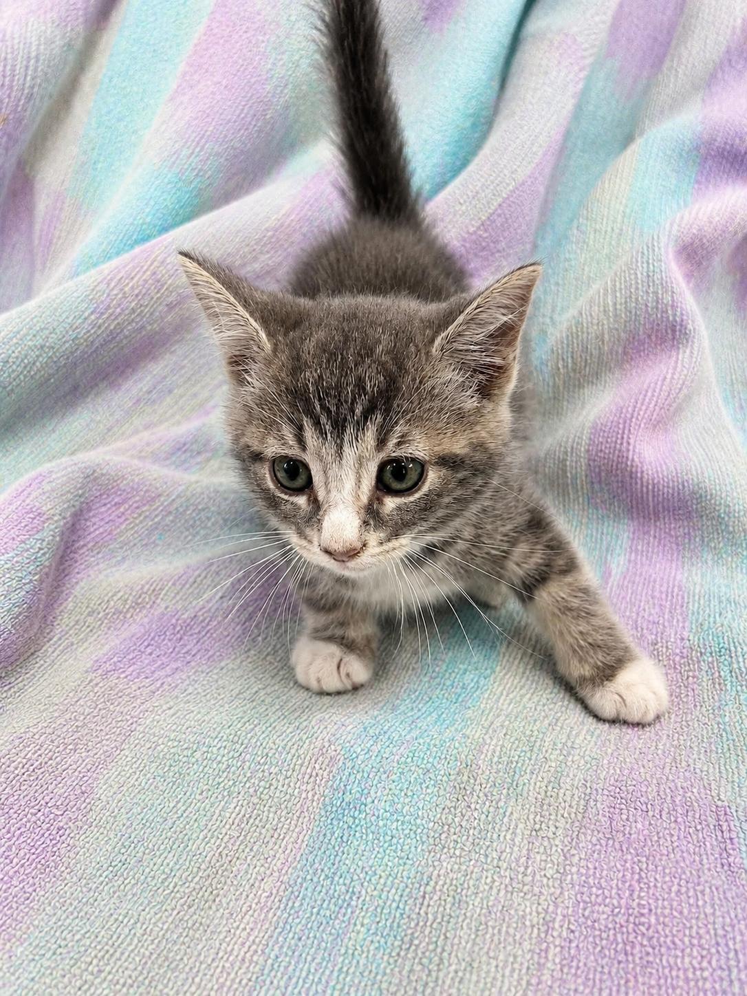 Enlarge PHOEBE, a Adoptable Domestic Short Hair in Tillsonburg, ON image 2/2