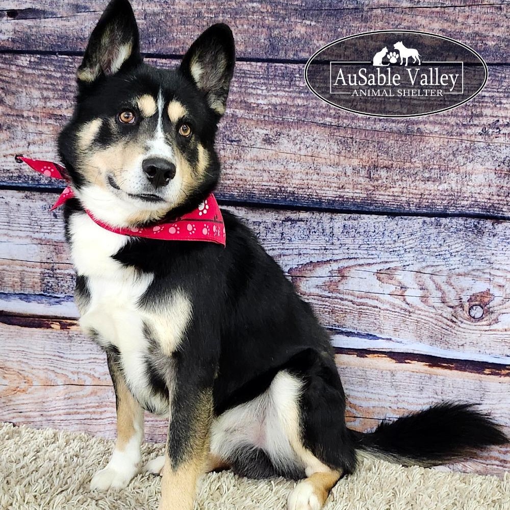 Asher, ADOPTABLE, Adult Male Mixed Breed.