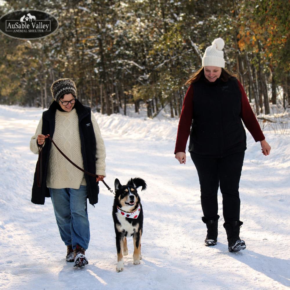 Asher, a ADOPTABLE Mixed Breed in Grayling, MI image 3/6