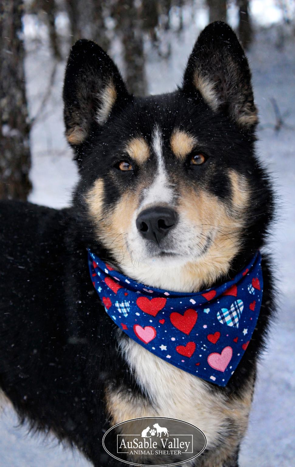 Asher, ADOPTABLE, Adult Male Mixed Breed.