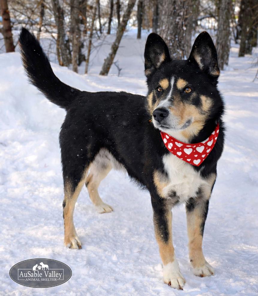 Asher, a ADOPTABLE Mixed Breed in Grayling, MI image 4/6