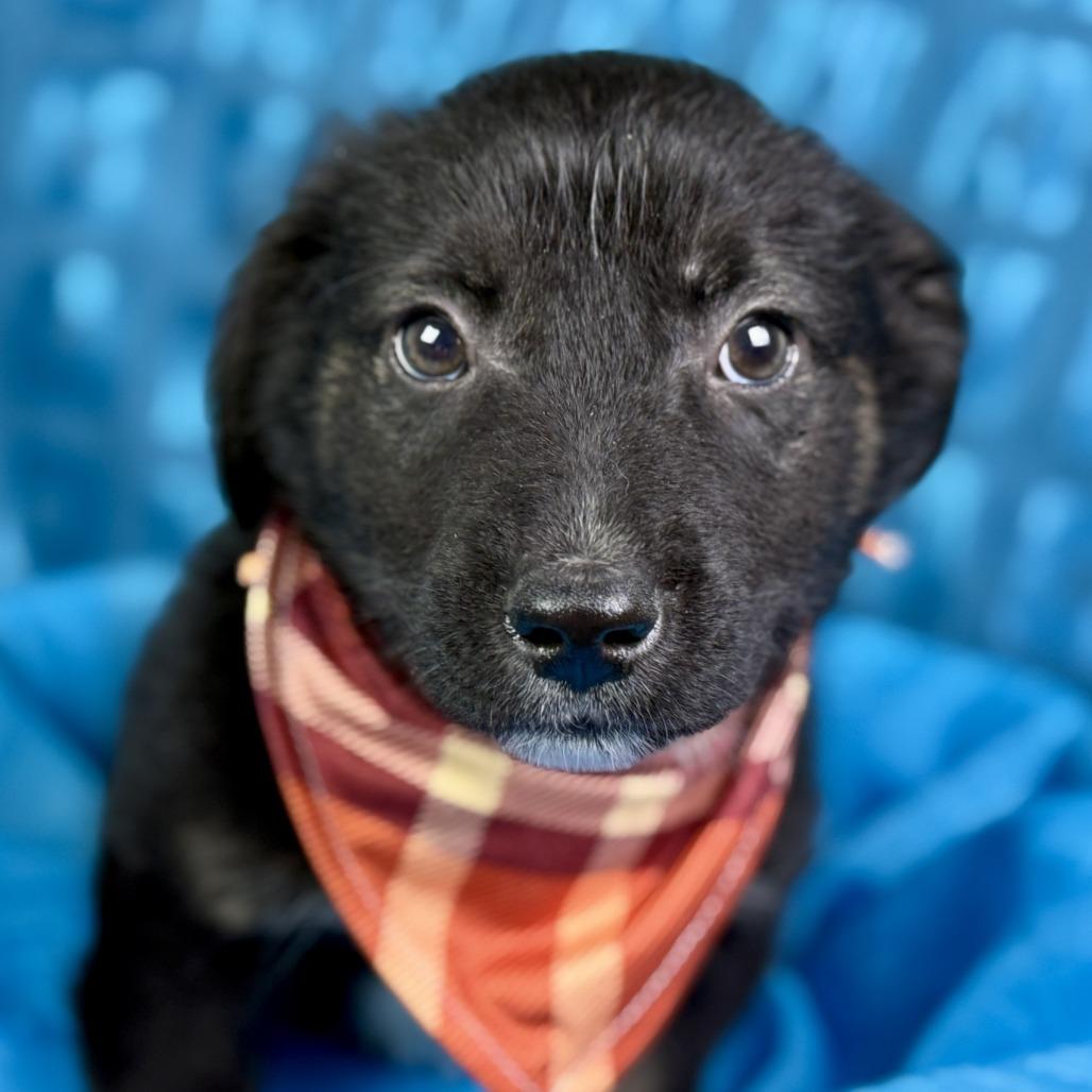 Chip, Adoptable, Puppy Male Mixed Breed.