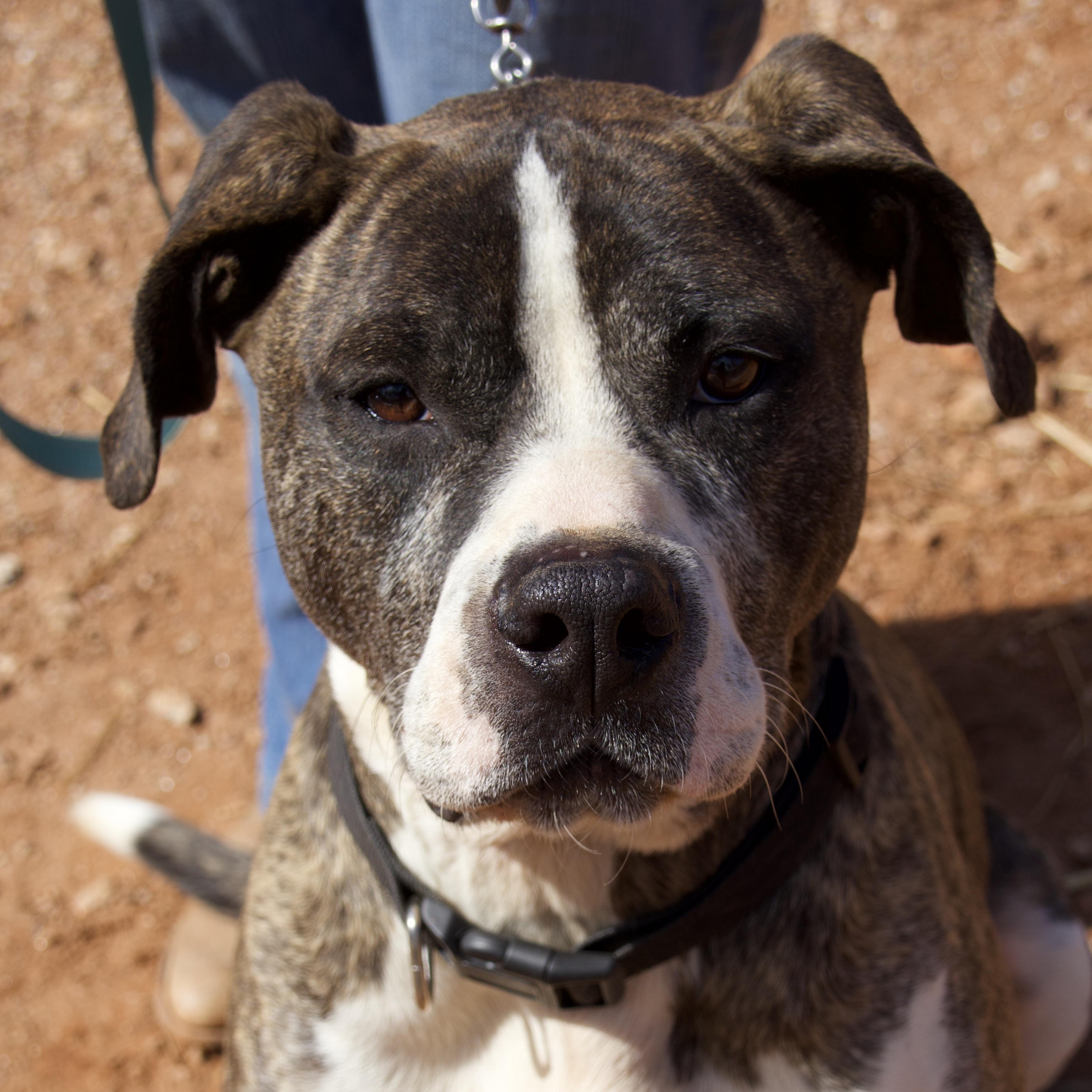 Shiloh, Adult Male American Staffordshire Terrier