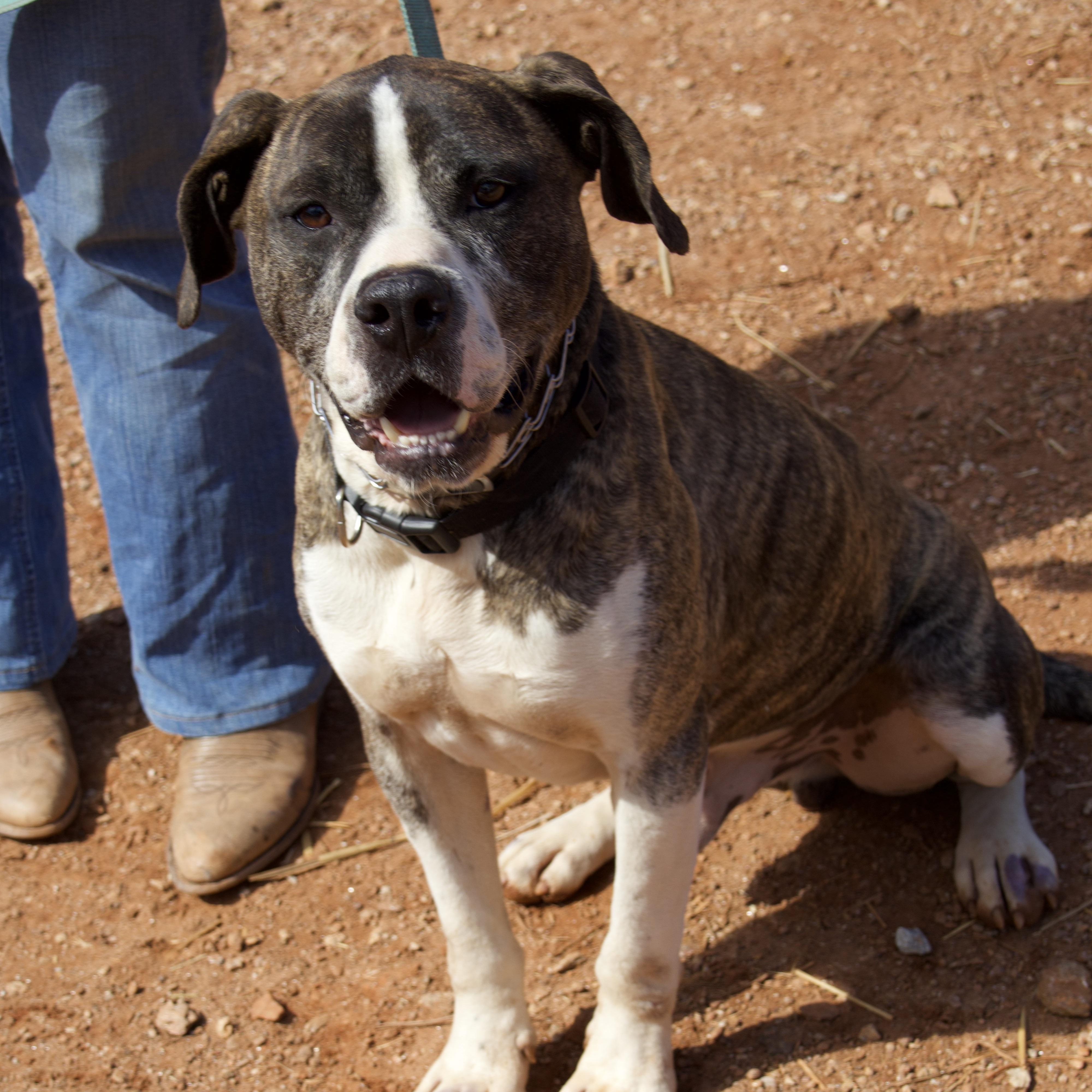 Shiloh photo 4