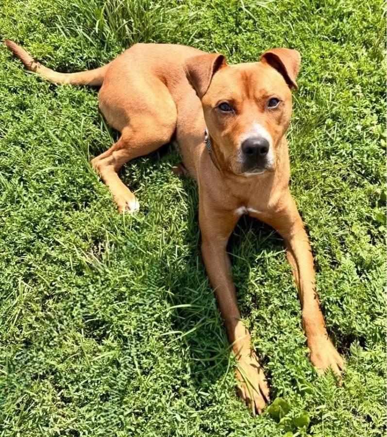 Enlarge Denero, a Adoptable mixed breed in O Fallon, IL image 1/1