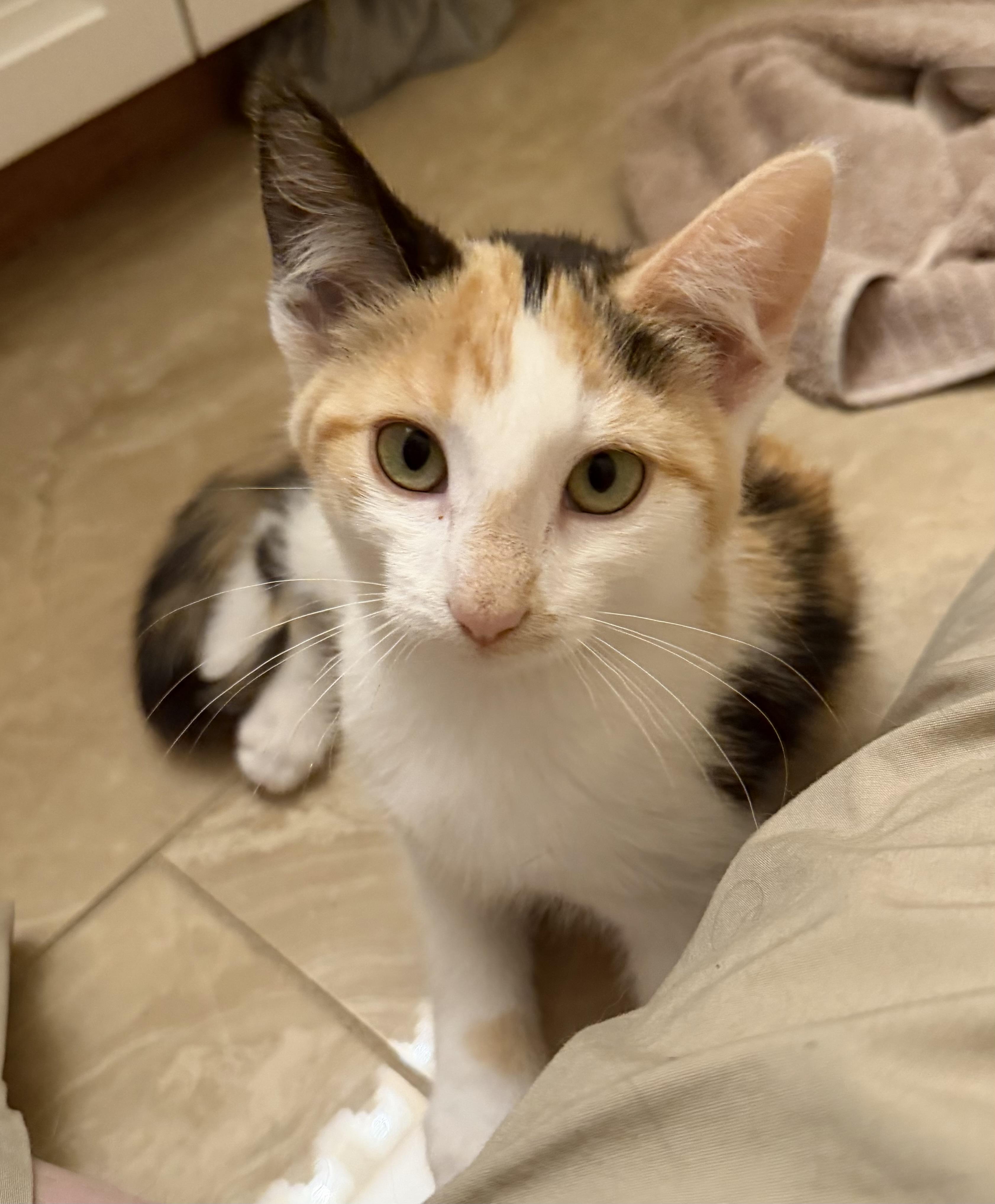 Reeses, ADOPTABLE, Kitten Female Domestic Short Hair & Calico.