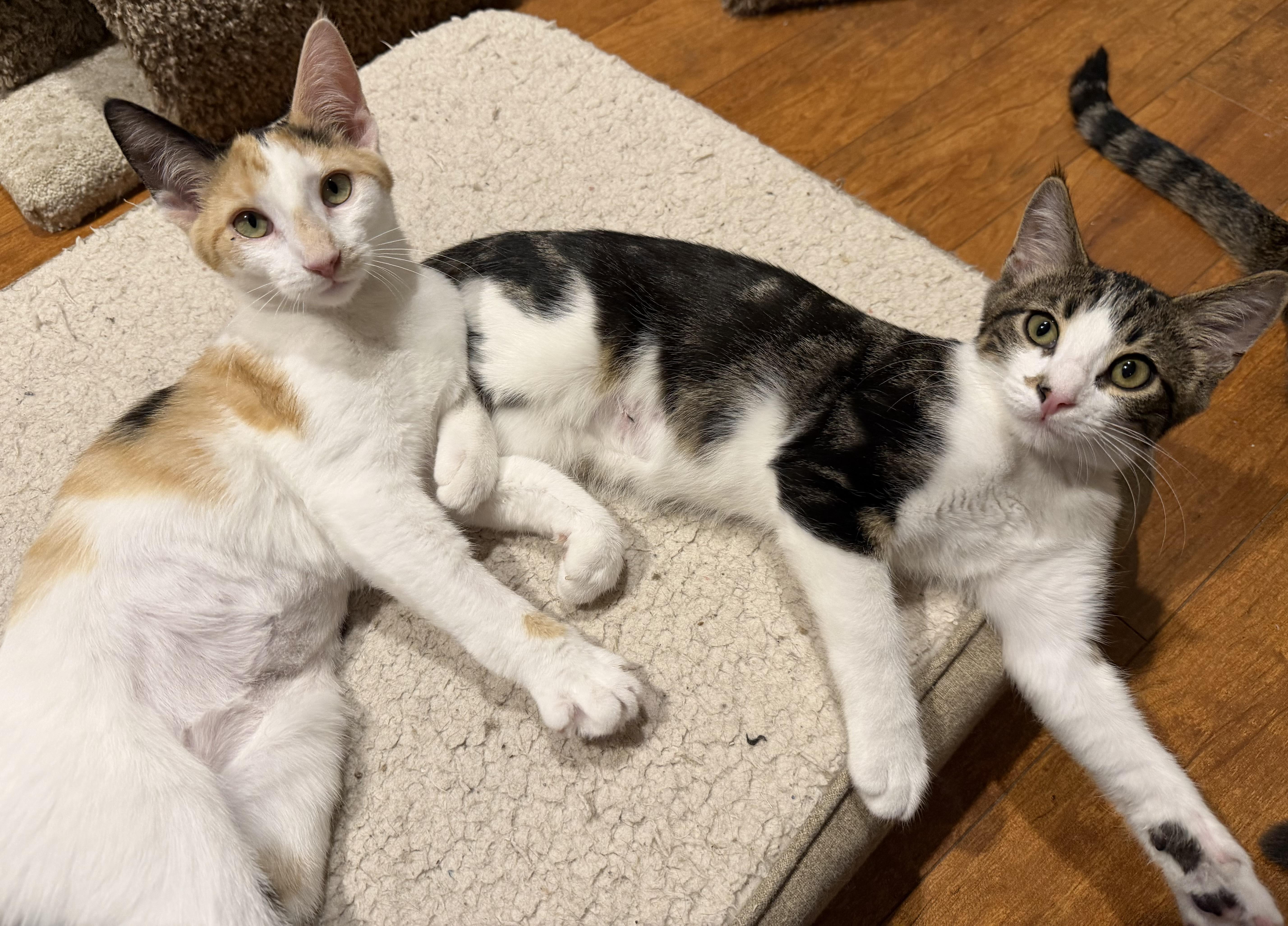 Enlarge Reeses, a ADOPTABLE mixed breed in Williamsville, NY image 2/3