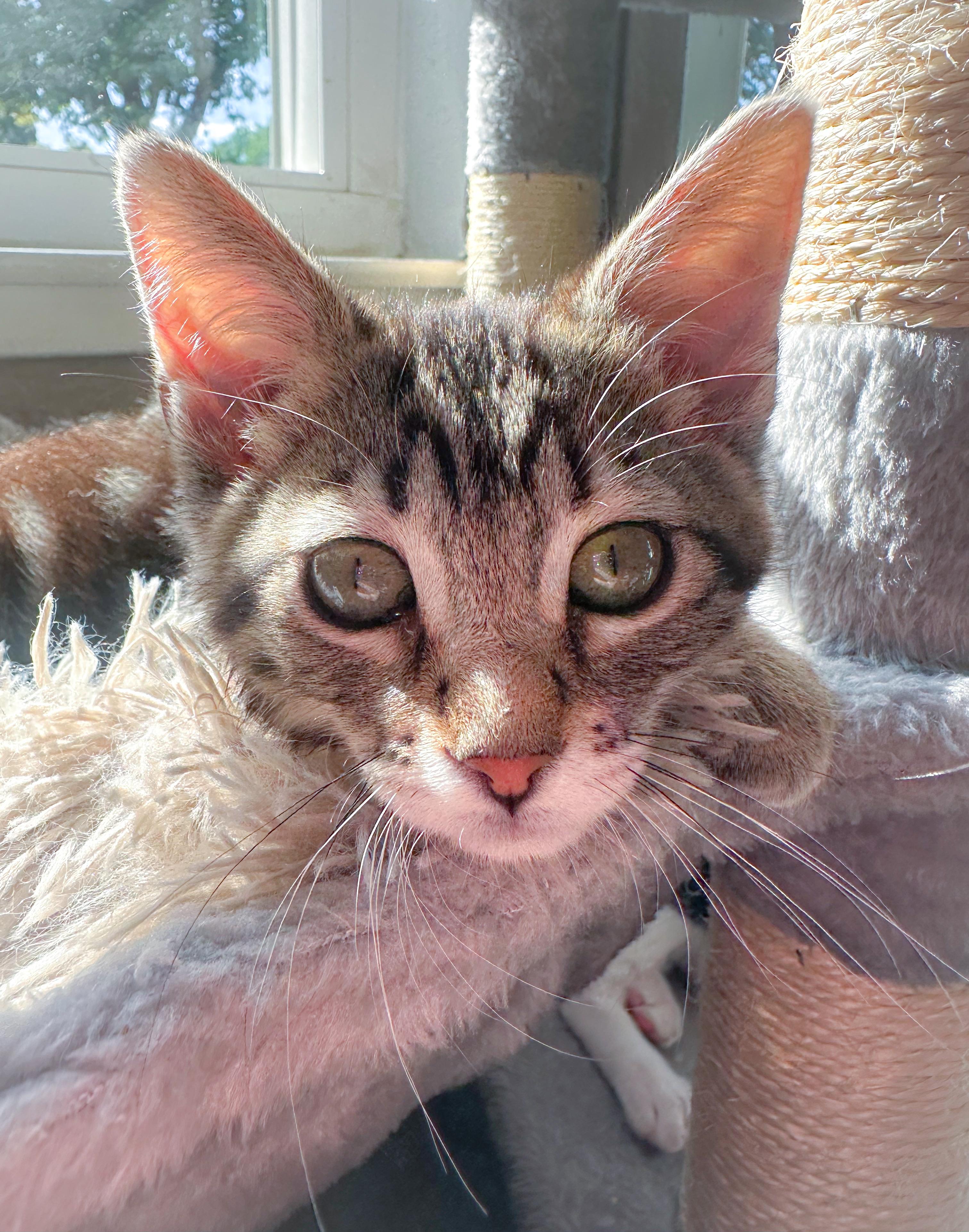 Rebel, a ADOPTABLE Tabby in Oakley, CA image 2/5