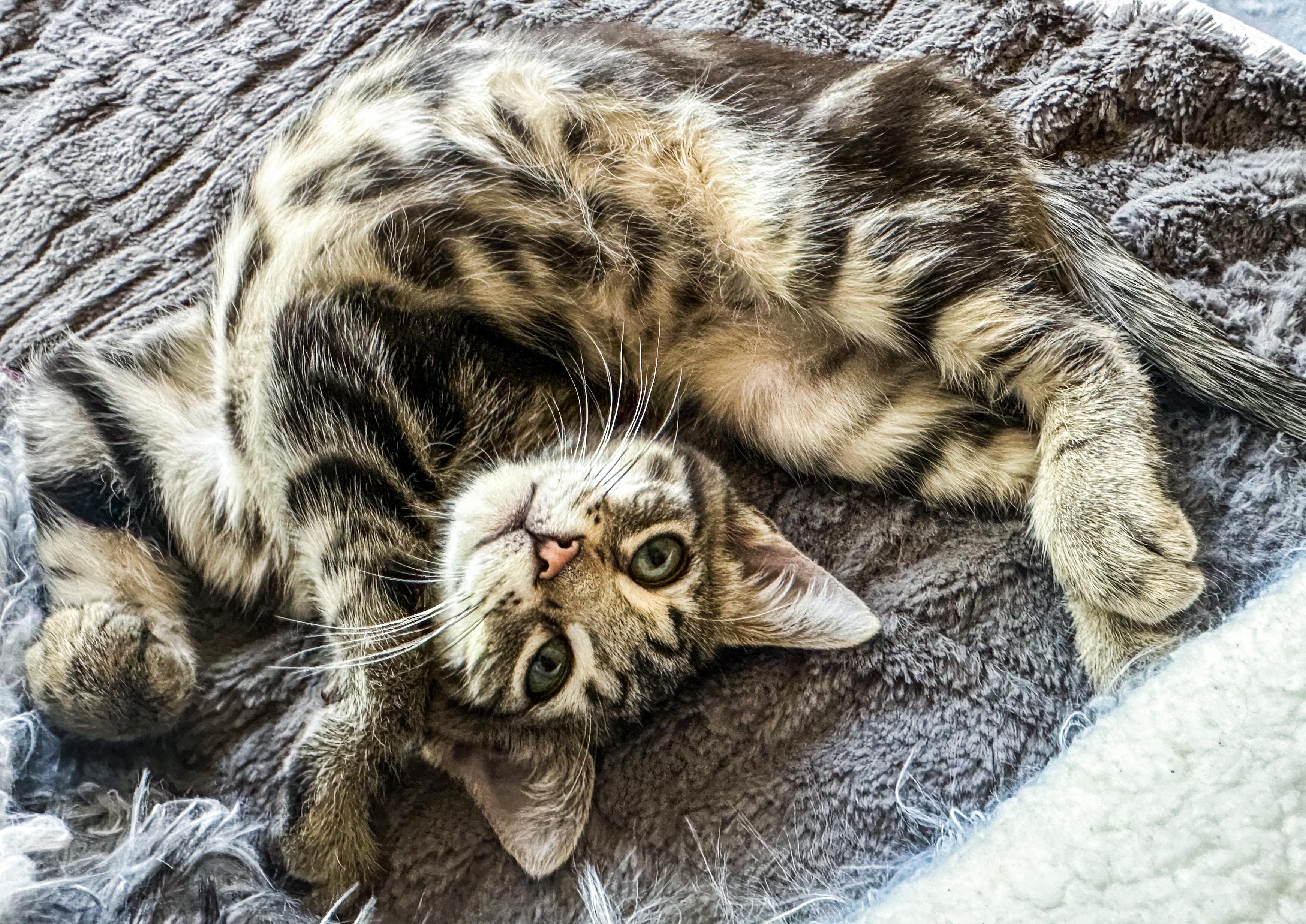 Rebel, a ADOPTABLE Tabby in Oakley, CA image 3/5
