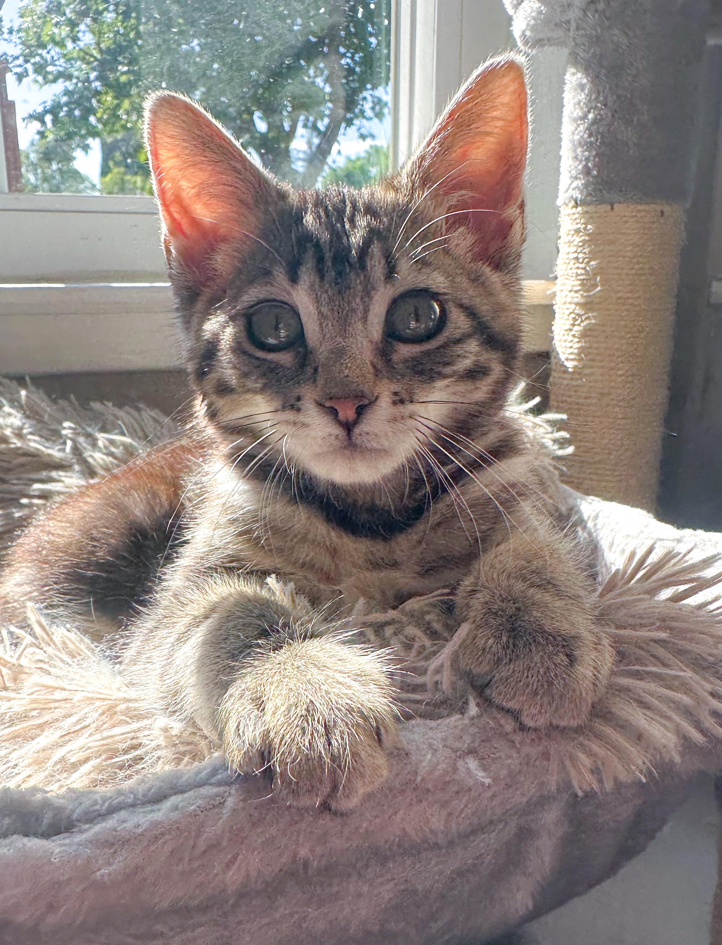 Rebel, a ADOPTABLE Tabby in Oakley, CA image 4/5