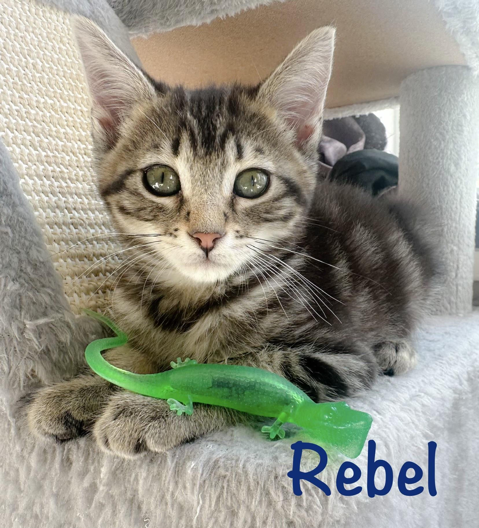 Rebel, ADOPTABLE, Kitten Male Tabby.
